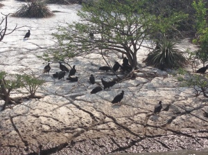 Beach with vultures